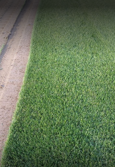 HAZIR ÇİM _ TARLADA